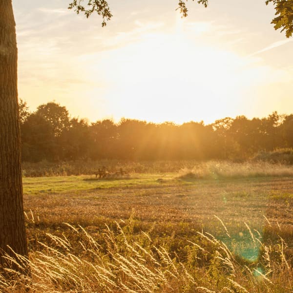 Atardecer en la granja