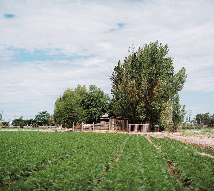 Campo de la granja