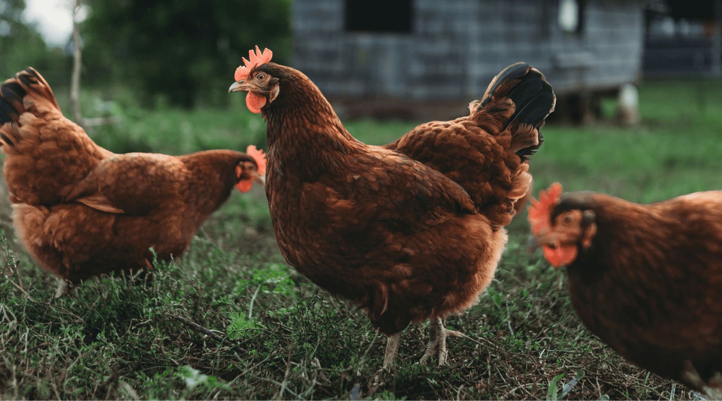 Gallinas en la granja